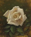 white-rose---oil-on-acm-30-x-35-cm5bf64cfbd8099