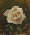 white-rose---oil-on-acm-30-x-35-cm5c88e0c48f823