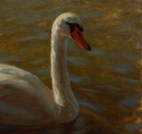 Swan