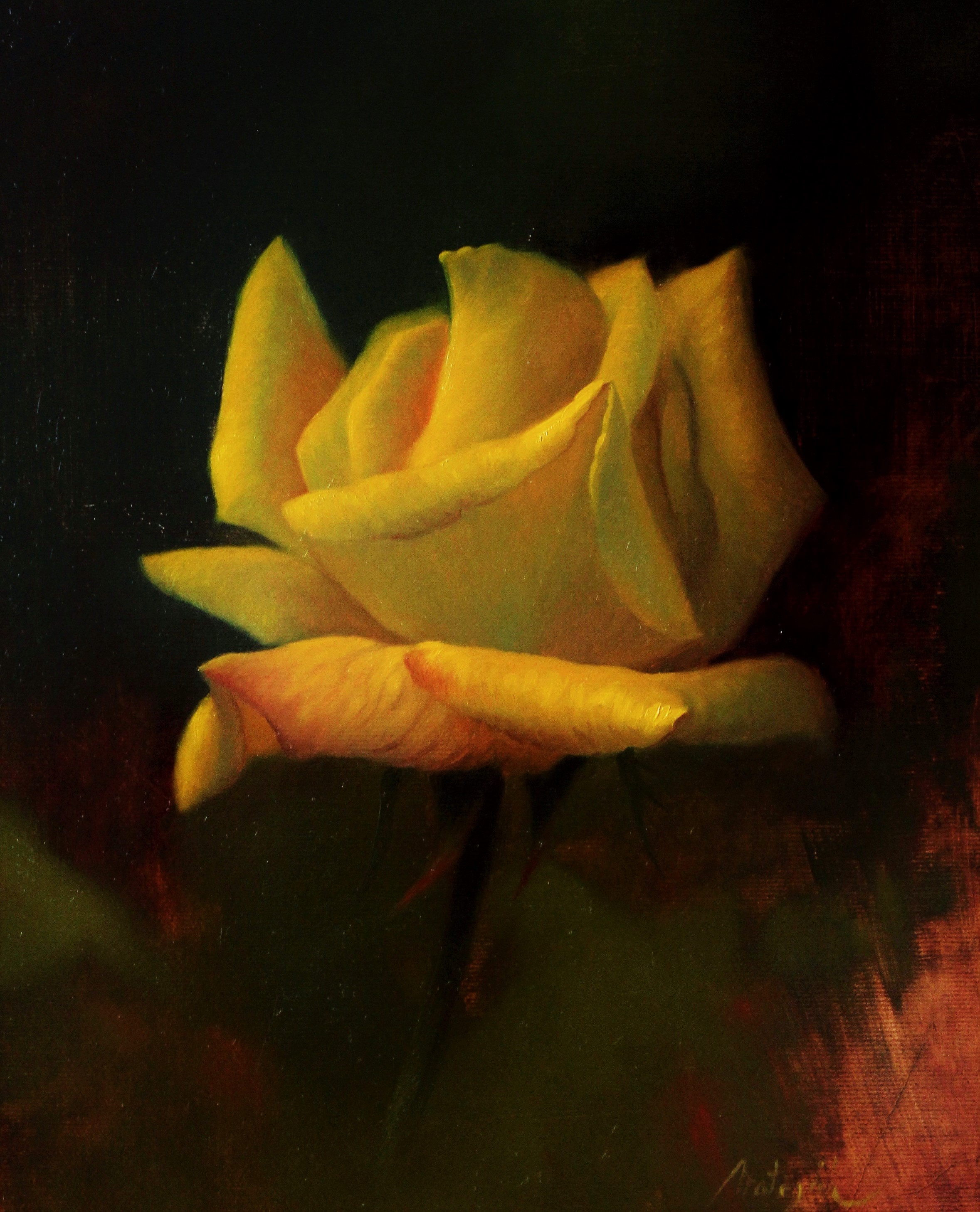 Yellow rose study