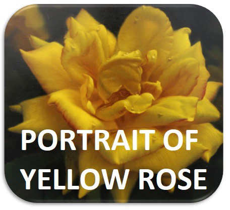 yellow-rose-port.jpg